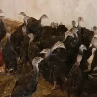 جوجه بوقلمون