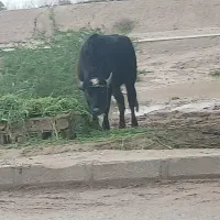 هویزه رفیع