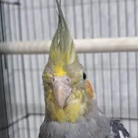 عروس هلندی مولد|پرنده|اندیشه, پرنیان|دیوار