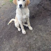 سگ پژدر|سگ|رودبنه, |دیوار