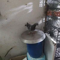 کفتر مسافتی