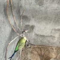 عروس هلندی . مرغ عشق . گرینچک .|پرنده|ایلام, |دیوار