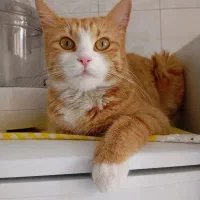 گربه واگذاری رایگان