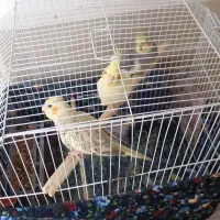 چهار عدد عروس هلندی دو نر دو ماده|پرنده|لاهیجان, شهید آوینی|دیوار