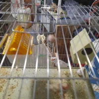 فنج|پرنده|شیراز, فرگاز|دیوار