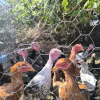 لاری|حیوانات مزرعه|فهرج, |دیوار