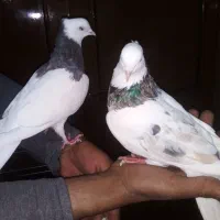 کبوترفروشی