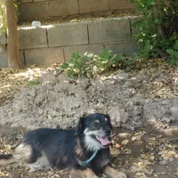 سگ پاکوتاه زرنگ و حرف گوش کن