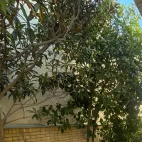 رهن و اجاره سوئیت ۷۰ متری دکتر حسابی