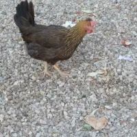 مرغ سرحال چاق و چله|حیوانات مزرعه|بندر ماهشهر, |دیوار