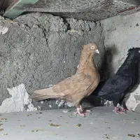 زرد و زاغ آبادانی|پرنده|زابل, |دیوار