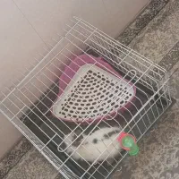 خرگوش|موش و خرگوش|کرمان, |دیوار