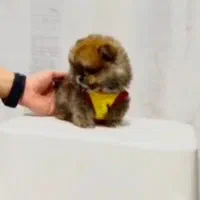 پامر خرسی عروسکی|سگ|رشت, دیانتی|دیوار