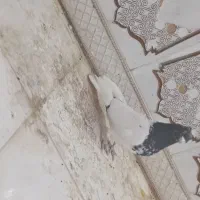 کله اهوازی 40 سانتی عتیقه