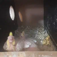 جوجه عروس|پرنده|کاشان, فاز ۲ ناجی آباد|دیوار