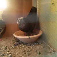 کفترپرشی|پرنده|محمدشهر, همایون ویلا|دیوار