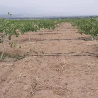 فروش باغ پسته بارده هشت ساله صنعتی ،با امکانات|فروش دفتر صنعتی، کشاورزی، تجاری|مرند, |دیوار