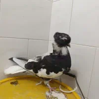 کبوترشاپر|پرنده|چرداول, |دیوار