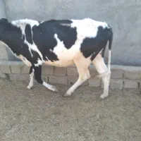 گاو و گوساله نر