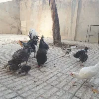 فروش تخم مرغ و مرغ و جوجه گلین|حیوانات مزرعه|الیگودرز, |دیوار