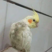 عروس هلندی گمشده