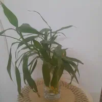 قلمه گیاه بامبو ریشه دار