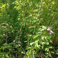 6 عدد درخت میوه فقط 400 تومن|خدمات باغبانی و درختکاری|نیشابور, بیمارستان عطار نیشابوری|دیوار