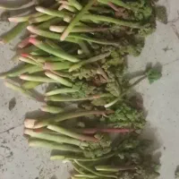 ریواس خوب نوبرانه