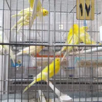 نرماده سوپری رنگ روشن