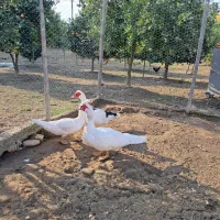 ..اردک اسرائیلی..|حیوانات مزرعه|شیرود, |دیوار