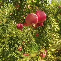 انار کهمره بسیار عالی|خوردنی و آشامیدنی|شیراز, جمال آباد|دیوار