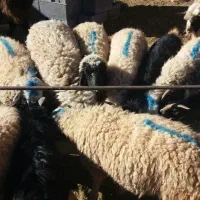 بره بز گوسفند چپش بزغاله میش شیشک گاو گوساله|حیوانات مزرعه|اصفهان, دهنو|دیوار