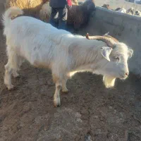 بز نر سانن|حیوانات مزرعه|شیروان (خراسان), |دیوار