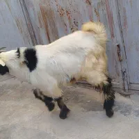 تیشتر|حیوانات مزرعه|مسجد سلیمان, |دیوار