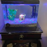 آکواریوم ماهیران طول۳۸ عرض ۲۱ ارتفاع۳۳|ماهی|تهران, لویزان|دیوار