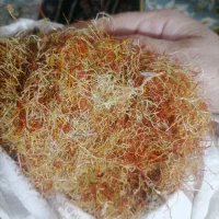 ریشه زعفران پر قرمزی|خوردنی و آشامیدنی|مشهد, پنجتن|دیوار