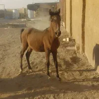 کره اسب|اسب و تجهیزات اسب‌سواری|برخوار, |دیوار