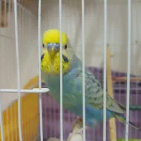 مرغ عشق رینبو فول دستی سخنگو