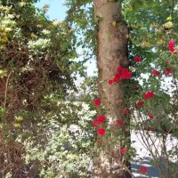 اپارتمان در بهترین نقطه شهر زیبای نطنز