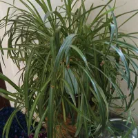 گندمی سایز بزرگ مناسب سالن ها و املاک