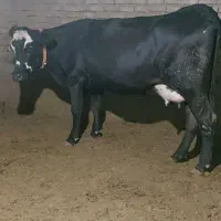 گاو تلیسه انگلوس اصیل ۵۵روز مانده به زایمان|حیوانات مزرعه|کرمانشاه, |دیوار