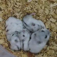 همستر کمپل|موش و خرگوش|دزفول, |دیوار