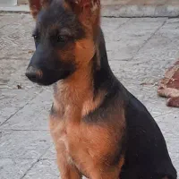 توله ژرمن|سگ|اصفهان, آزادان|دیوار