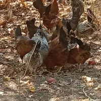 مرغ وخروس محلی