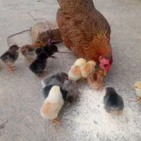 مرغ و جوجه محلی