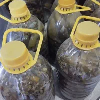 خیار شور خانگی