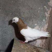 طوقی زرد خال سیاه نر