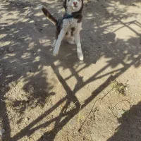 توله سگ هاسگی