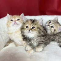 بچه گربه بریتیش