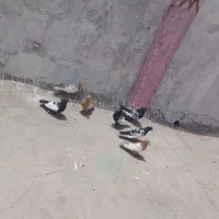 سینه ای دم سفید16عدد